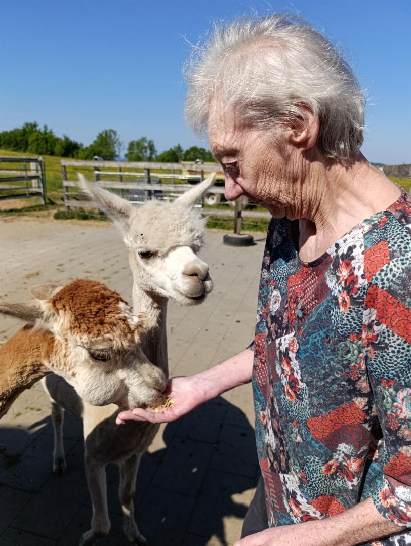 Eine ältere Frau interagiert auf einem Hof mit zwei zahmen Llamas.