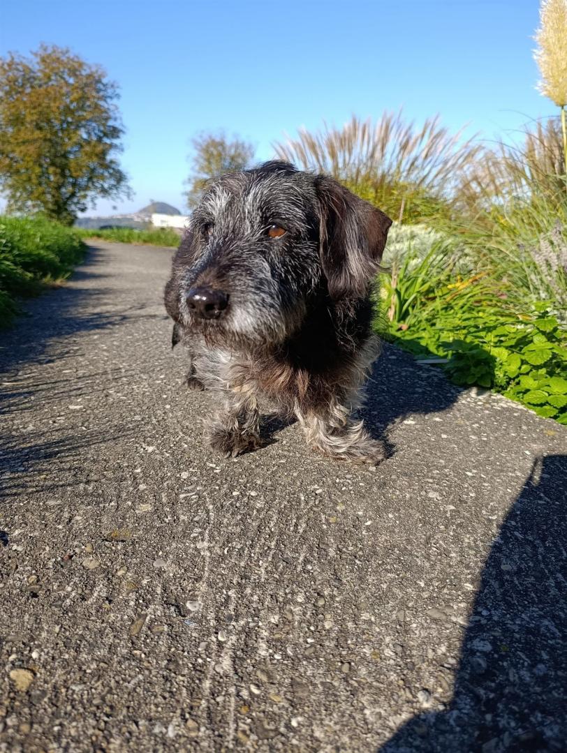 Ein dunkelhaariger Hund läuft auf einem Weg durch eine von grüner Vegetation gesäumte Naturlandschaft.