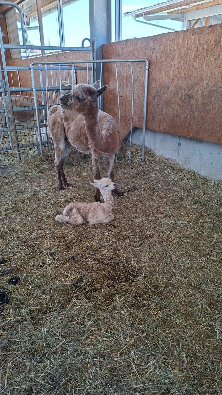 auf dem Bild sieht man ein neugeborenes Alpaka mit seiner Mutter