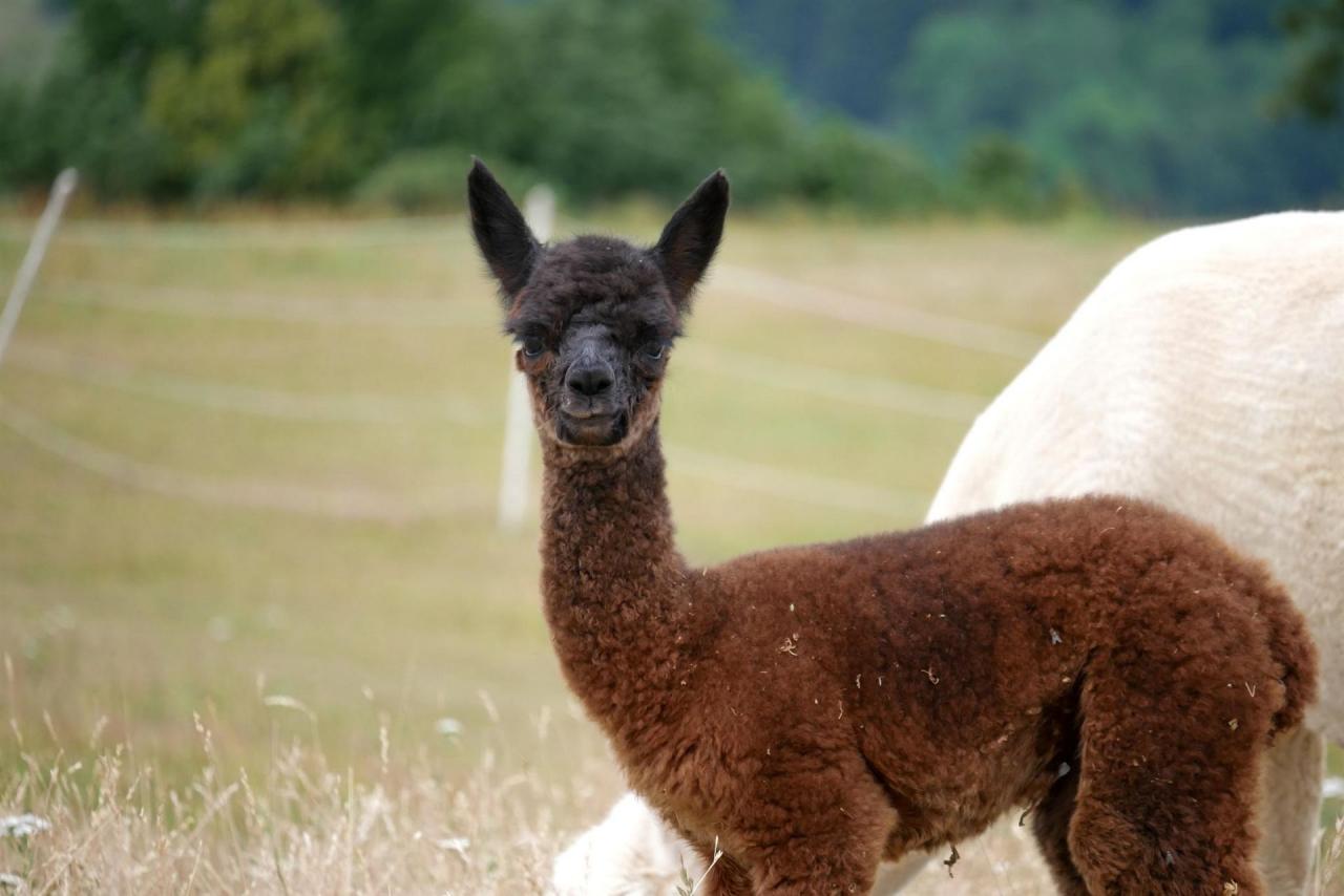 ... ein schwarzes Alpaka-Baby