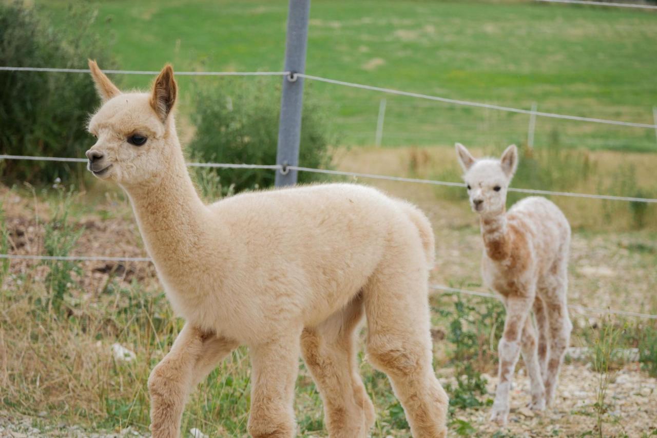 zwei Alpaka Babys auf der Weide