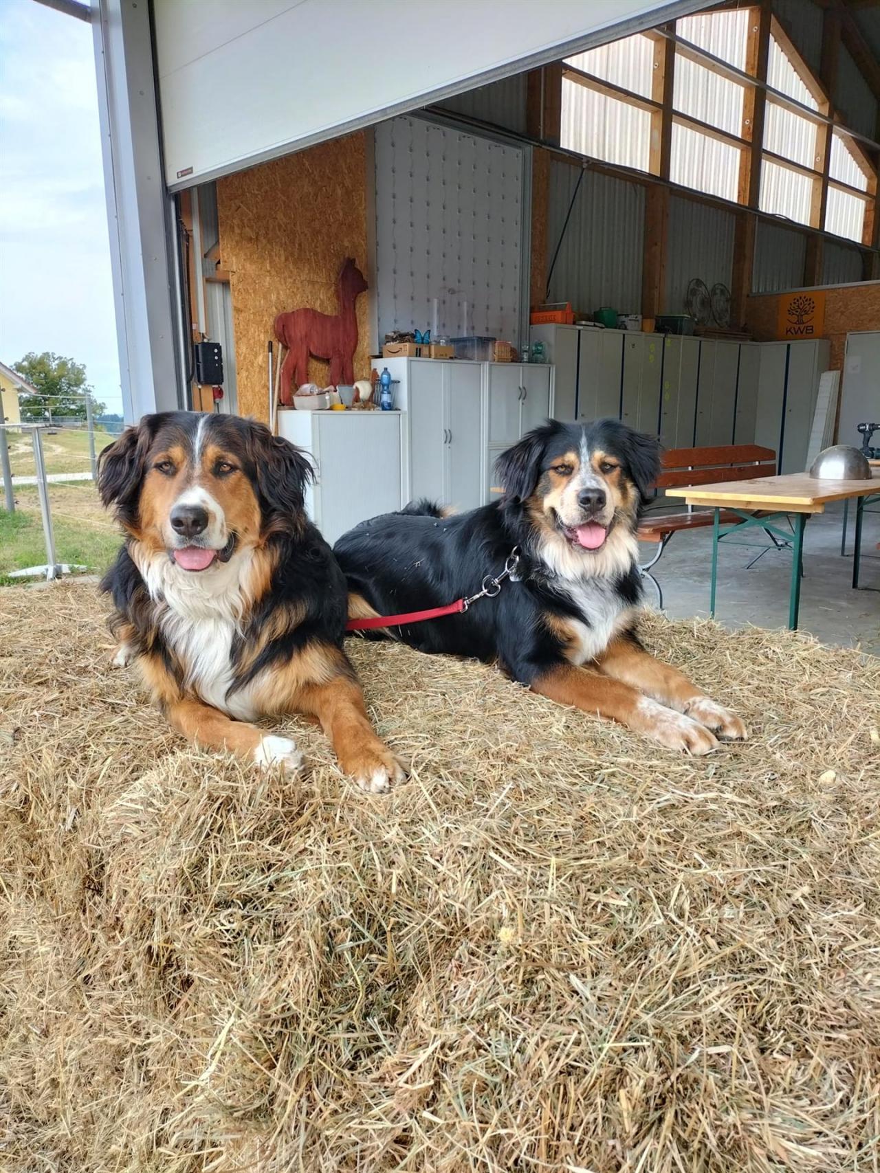 ... die 2 Hofhunde überwachen alles