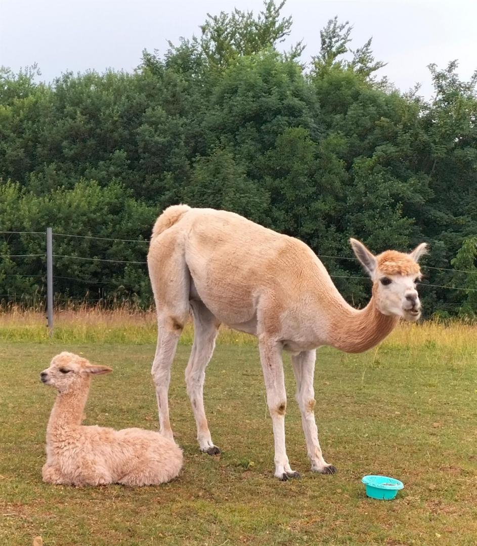 Ein großes Alpaka steht auf einer grünen Wiese neben einem kleinen, ruhenden Baby-Alpaka vor einem Hintergrund aus dichtem Wald.